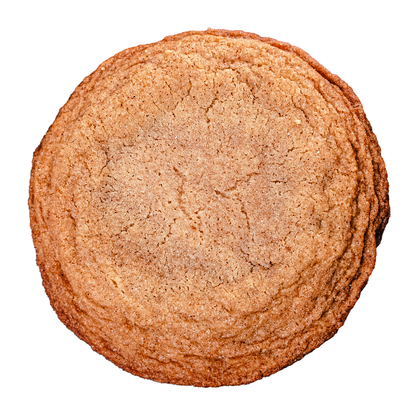 CANELA DEL SOL (SNICKERDOODLE)